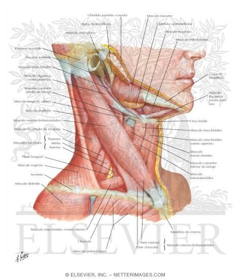 Muscles of Neck: Lateral View