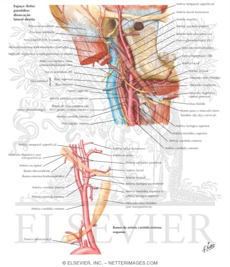 Carotid Arteries