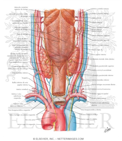 Thyroid Gland and Pharynx: Posterior View