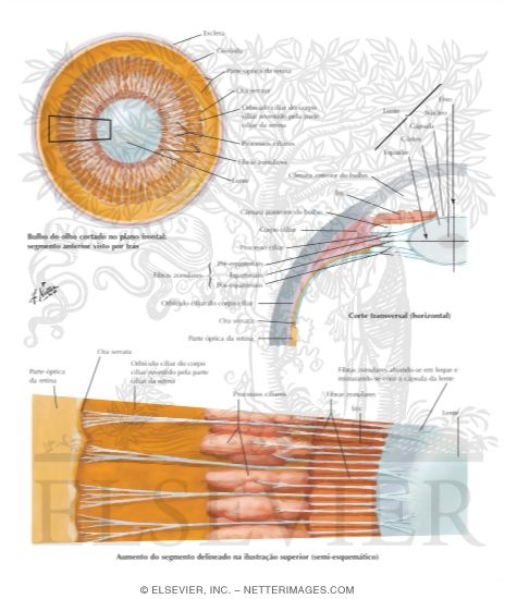 Watermarked preview of labeled image: Lens and Supporting Structures 