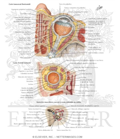 Watermarked preview of labeled image: Fascia of Orbit and Eyeball