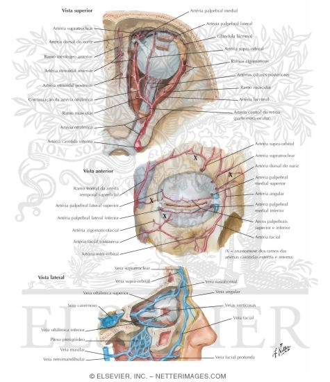 Arteries and Veins of Orbit and Eyelids