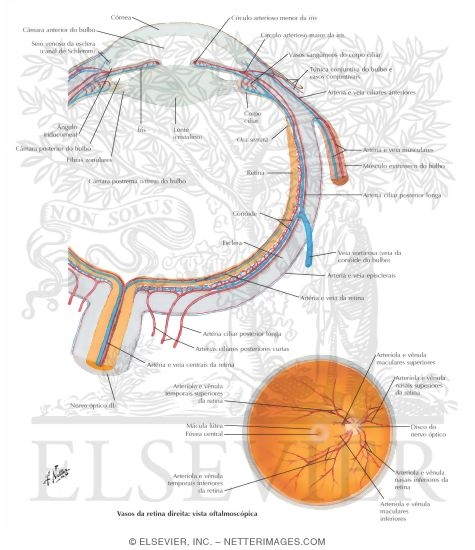 Watermarked preview of labeled image: Intrinsic Arteries and Veins of Eye