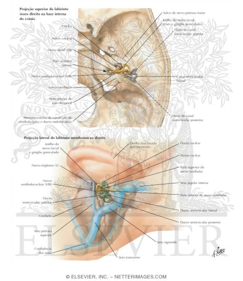 Watermarked preview of labeled image: Orientation of Labyrinth in Skull