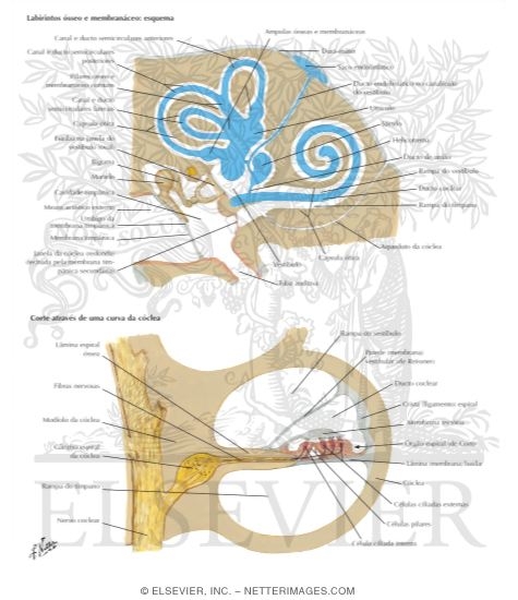 Adult Ear Organization