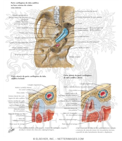 Auditory Tube
Pharyngotympanic (Auditory) Tube