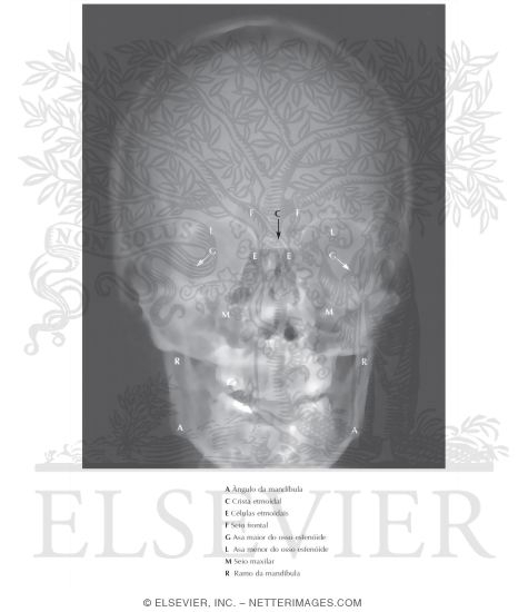 Skull: Anteroposterior Radiograph