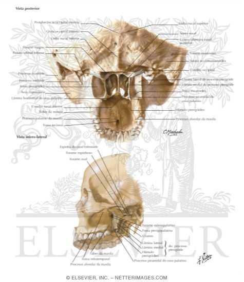 Watermarked preview of labeled image: Cranial Base: Pterygoid Fossae