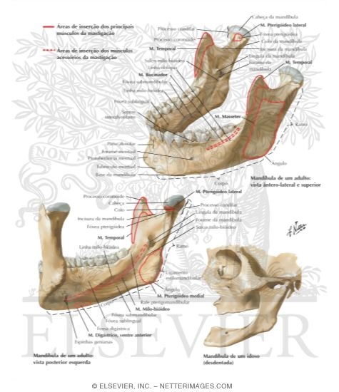 Mandible