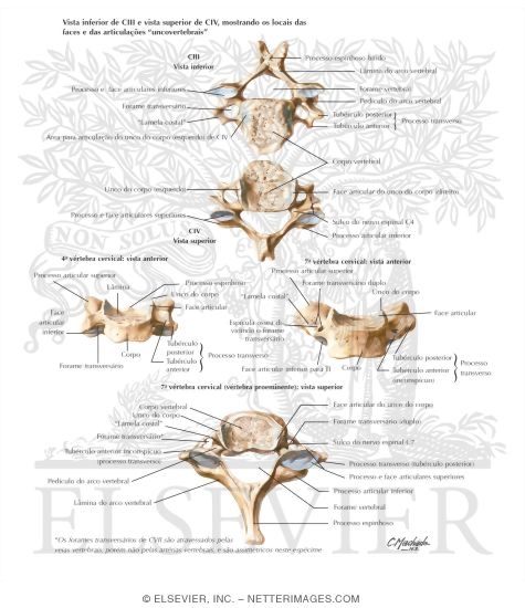 Cervical Vertebrae