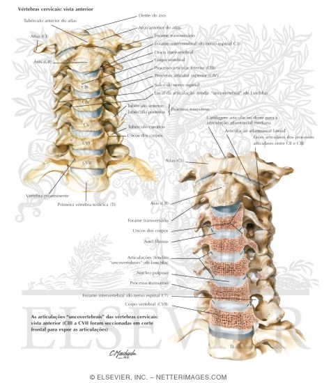 Cervical Vertebrae: Uncovertebral Joints