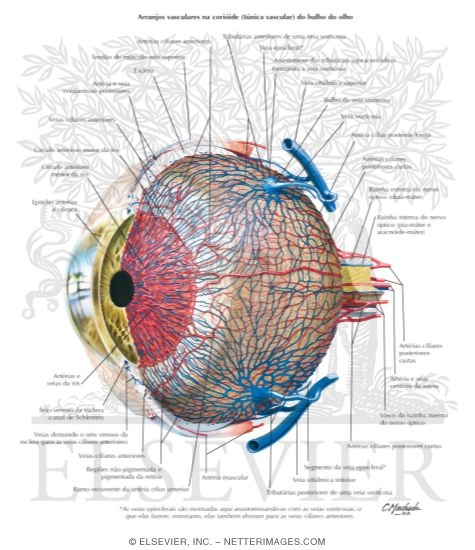 Vascular Supply of Eye
