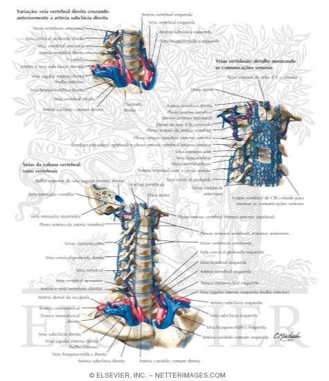 Veins of the Vertebral Column 