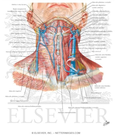 Watermarked preview of labeled image: Superficial Veins and Cutaneous Nerves of Neck