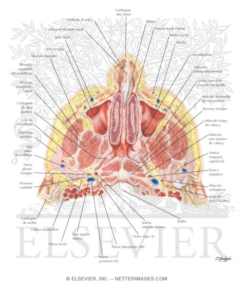 Watermarked preview of labeled image: Nose and Paranasal Sinuses: Cross Section