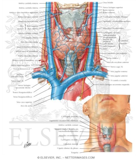 Watermarked preview of labeled image: Thyroid Gland: Anterior View