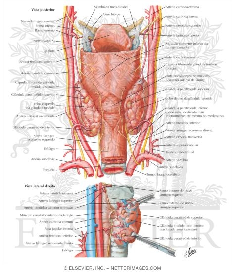 Parathyroid Glands