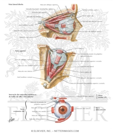 Extrinsic Eye Muscles