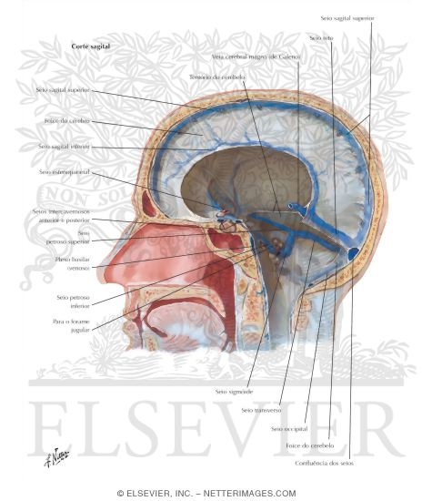 Dural Venous Sinuses