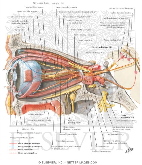 Oculomotor (III), Trochlear (IV) and Abducent (VI) Nerves: Schema
