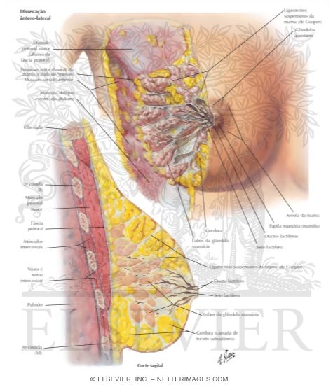 Mammary Gland