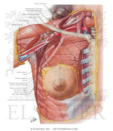Arteries of Mammary Gland