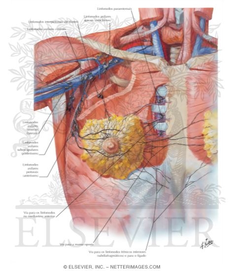 Lymph Vessels and Nodes of Mammary Gland
Lymphatic Drainage
