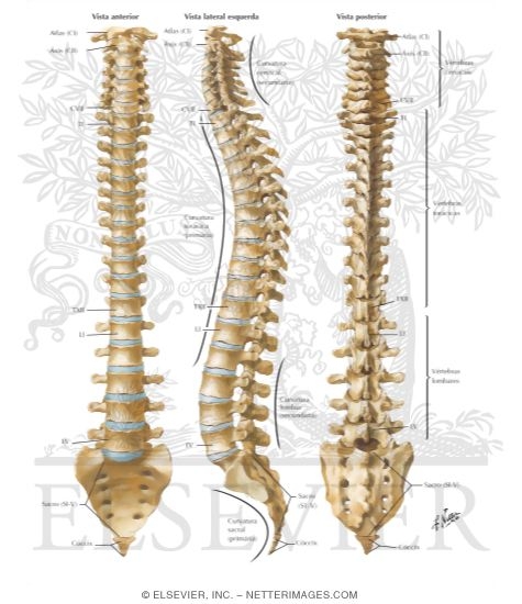 Vertebral Column