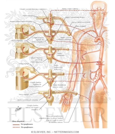 Watermarked preview of labeled image: Innervation of Blood Vessels: Schema