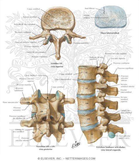 Watermarked preview of labeled image: Lumbar Vertebrae and Intervertebral Disc
Spine: Osteology