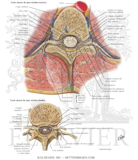 Spinal Nerve Origin: Cross Sections
Exit of Spinal Nerves
Spinal Nerves