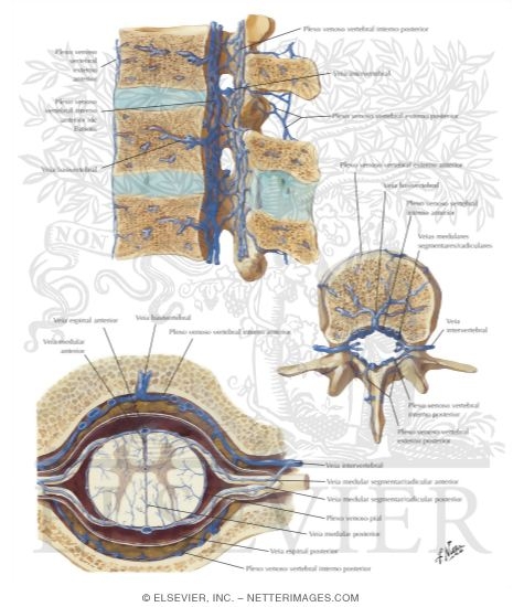 Watermarked preview of labeled image: Veins of Spinal Cord and Vertebrae
Veins of Spinal Cord and Vertebral Column
Venous Drainage of Spinal Cord and Vertebral Column