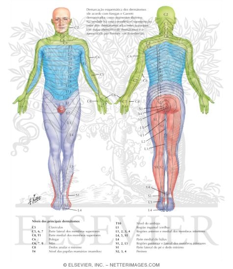 Watermarked preview of labeled image: Adult Dermatomes
Dermal Segmentation