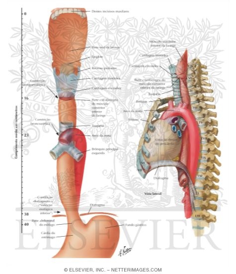 Topographic Relationships, Contours and Normal Construction of Esophagus
Topography and Constrictions of Esophagus