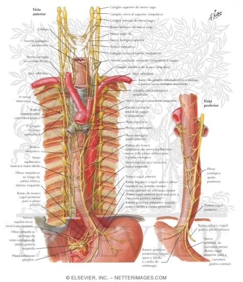 Watermarked preview of labeled image: Innervation of Esophagus