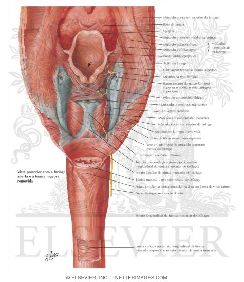 Musculature of the Esophagus