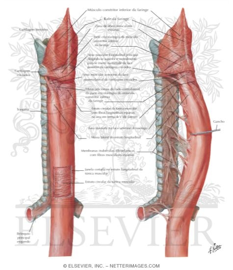 Musculature of the Esophagus