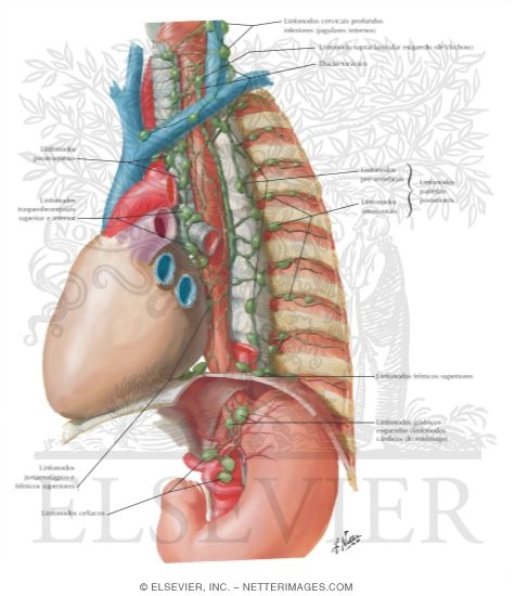 Watermarked preview of labeled image: Lymph Vessels and Nodes of Esophagus 
Lymphatic Drainage of Esophagus