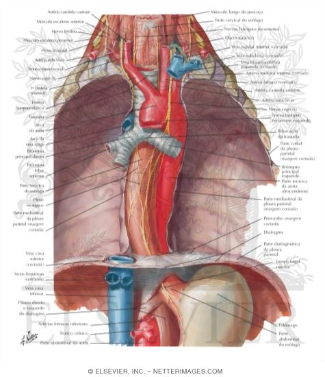 Esophagus In Situ
Topographic Relationships, Contours and Normal Constrictions of Esophagus