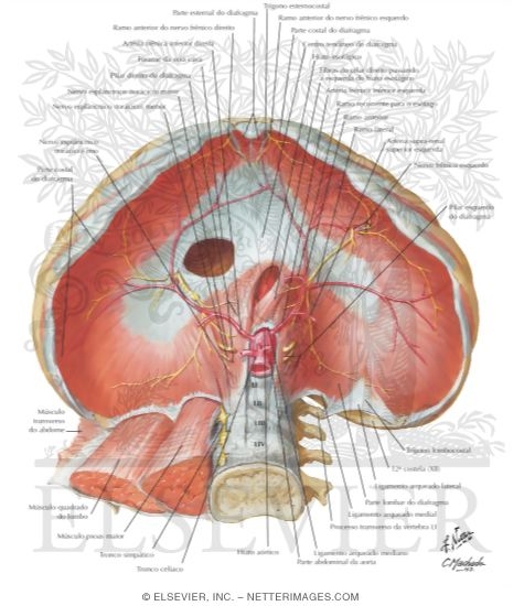 Diaphragm: Abdominal Surface perineum anatomical diagram 