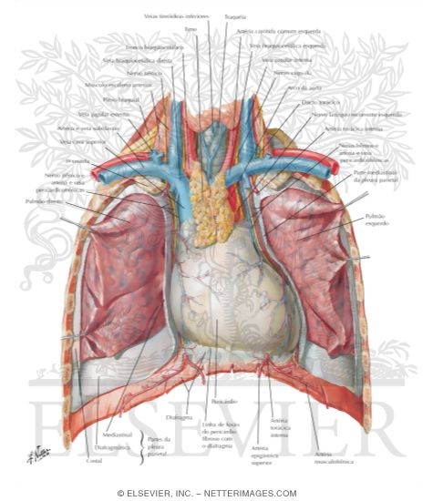 Thoracic Cage Heart In Situ