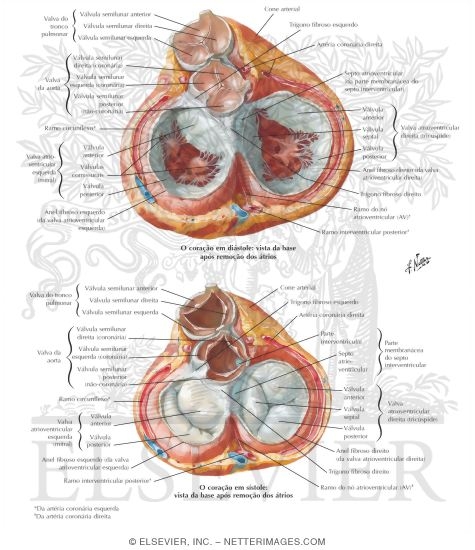 Cardiac Valves Open and Closed
Valves and Fibrous Skeleton of Heart
Valves of Heart