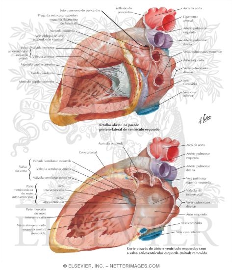 Left Atrium and Left Ventricle