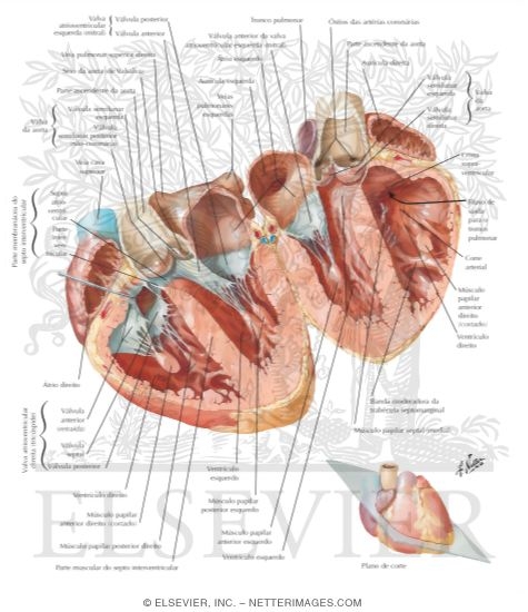 Atria, Ventricles and Interventricular Septum