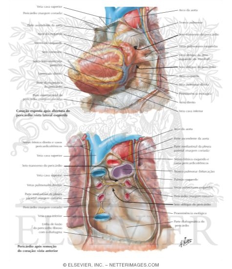 Pericardial Sac
The Heart and Pericardial Sac