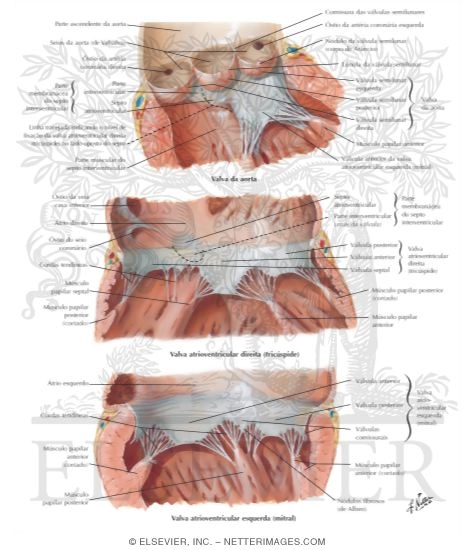Valves and Fibrous Skeleton of Heart
Valves of Heart