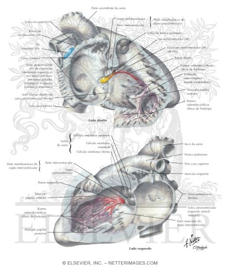 Anatomy of the Specialized Conduction System
Conduction System of Heart