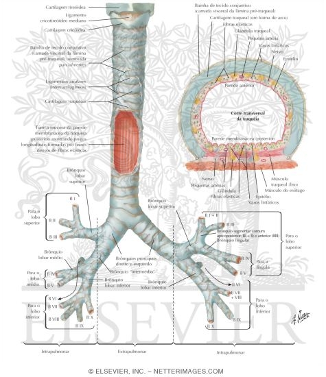 Structure of the Trachea and Major Bronchi