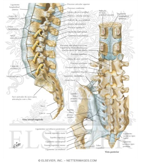 Vertebral Ligaments: Lumbosacral Region