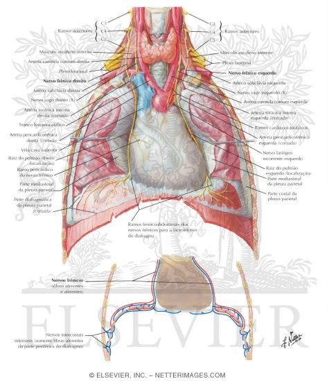 Watermarked preview of labeled image: Phrenic Nerve 